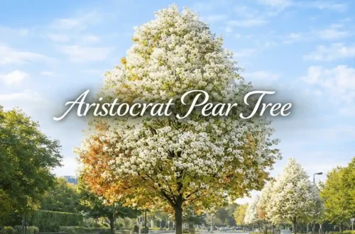 aristocrat pear tree