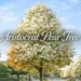 aristocrat pear tree