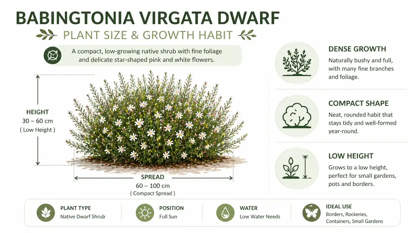 babingtonia virgata dwarf