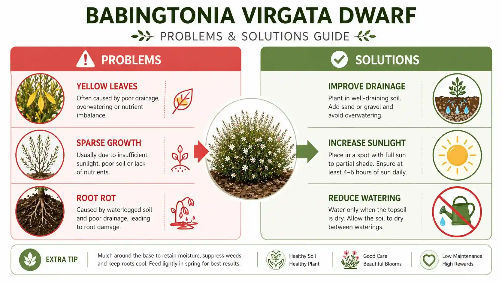 babingtonia virgata dwarf