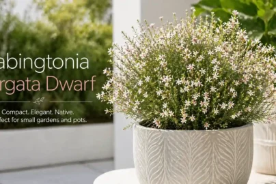 babingtonia virgata dwarf