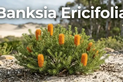 banksia ericifolia dwarf