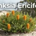 banksia ericifolia dwarf