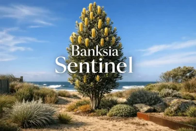 banksia sentinel