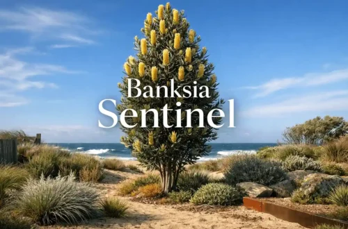 banksia sentinel