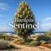 banksia sentinel