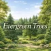 best evergreen trees
