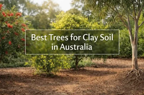 best trees for clay soil australia