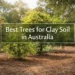best trees for clay soil australia