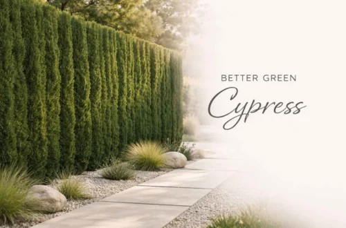 better green cypress