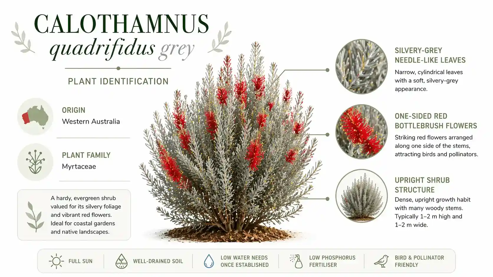 calothamnus quadrifidus grey