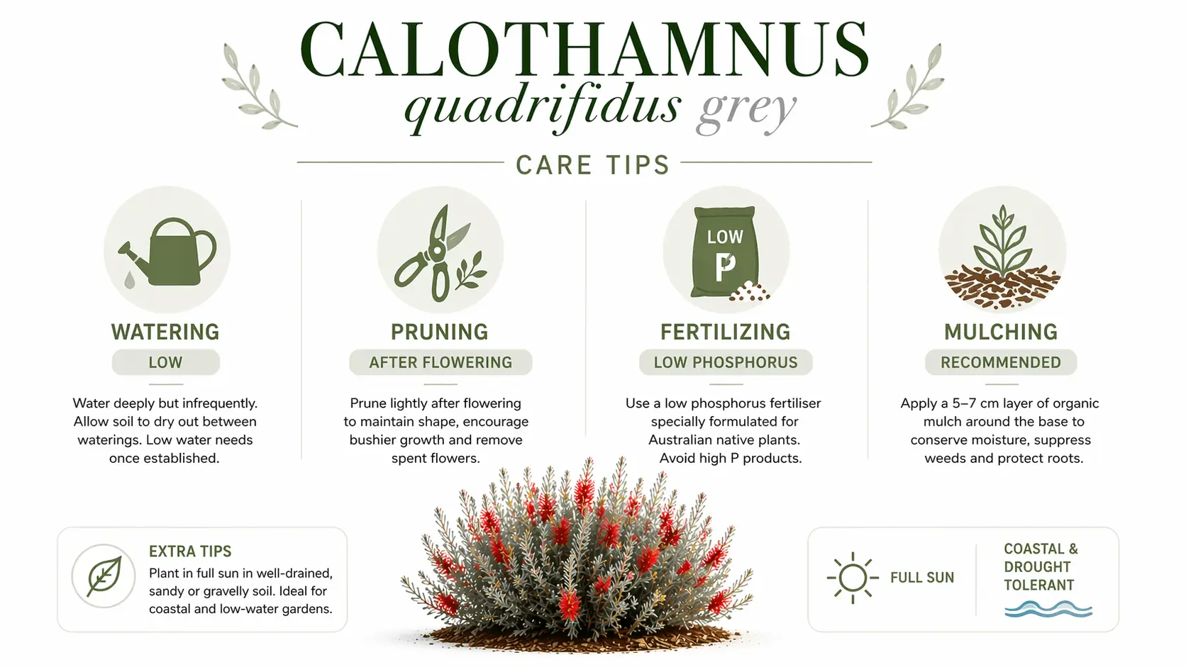 calothamnus quadrifidus grey