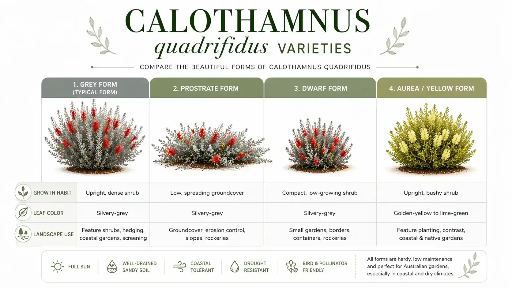 calothamnus quadrifidus grey