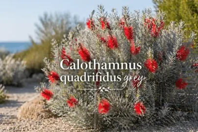calothamnus quadrifidus grey