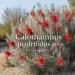calothamnus quadrifidus grey