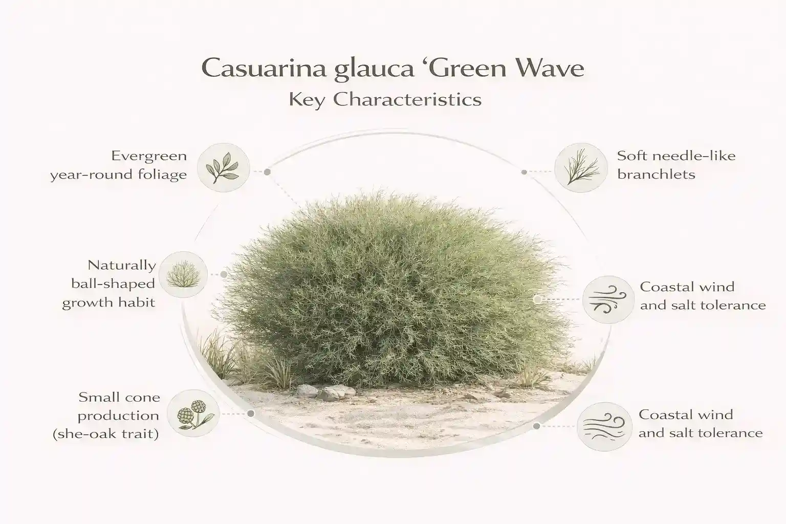 casuarina glauca green wave