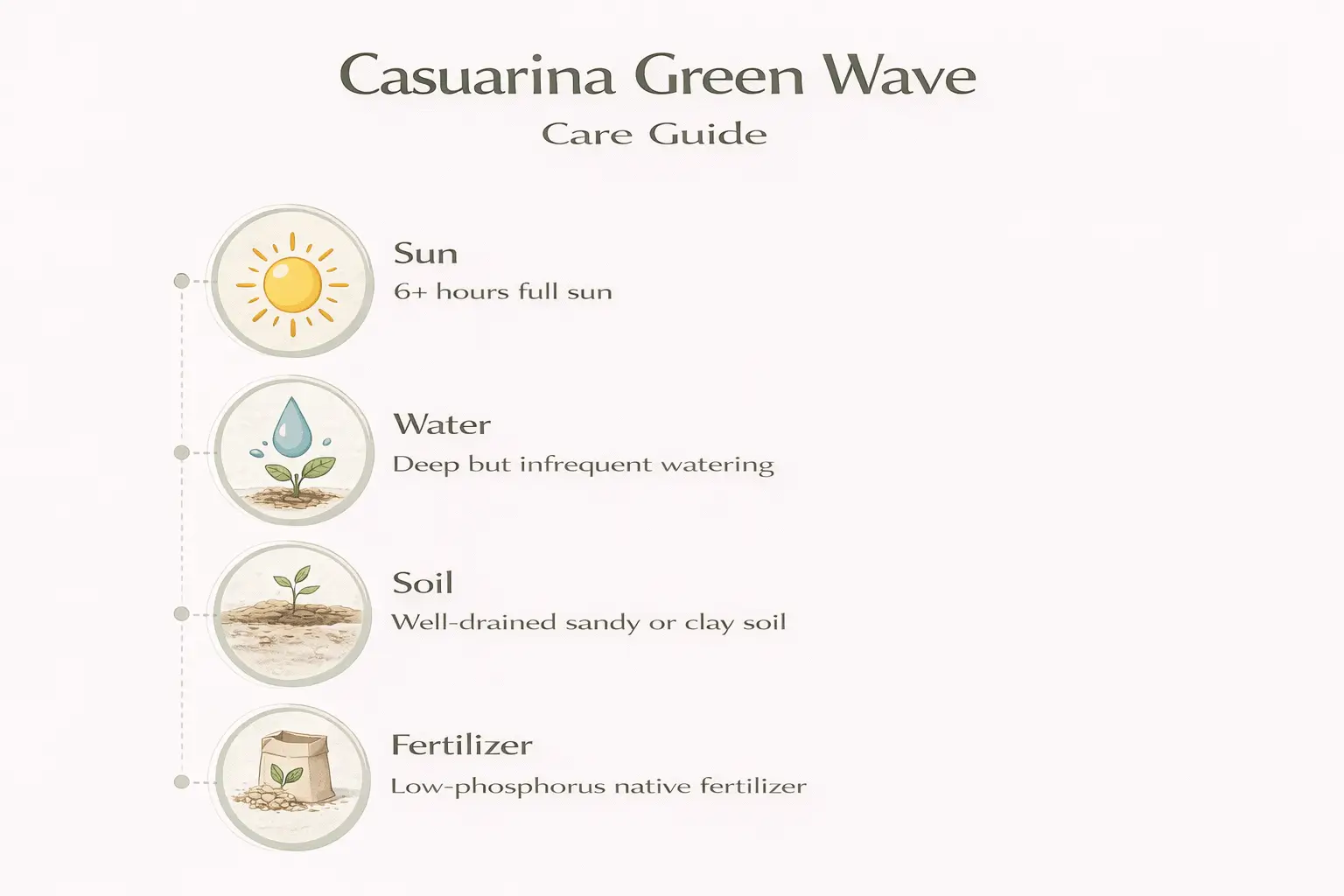 casuarina glauca green wave