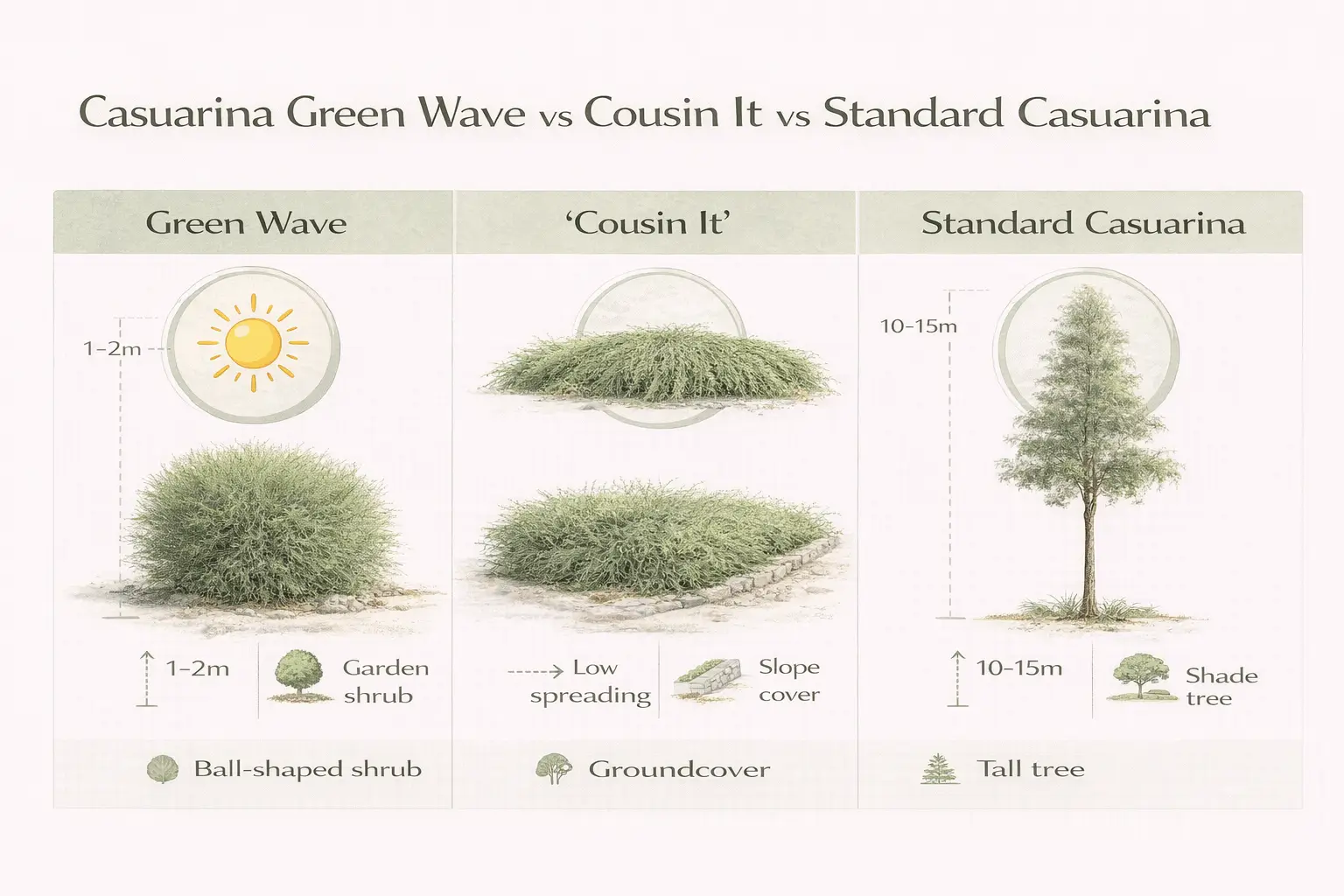 casuarina glauca green wave