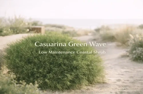 casuarina glauca green wave