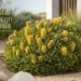 coastal cushion banksia