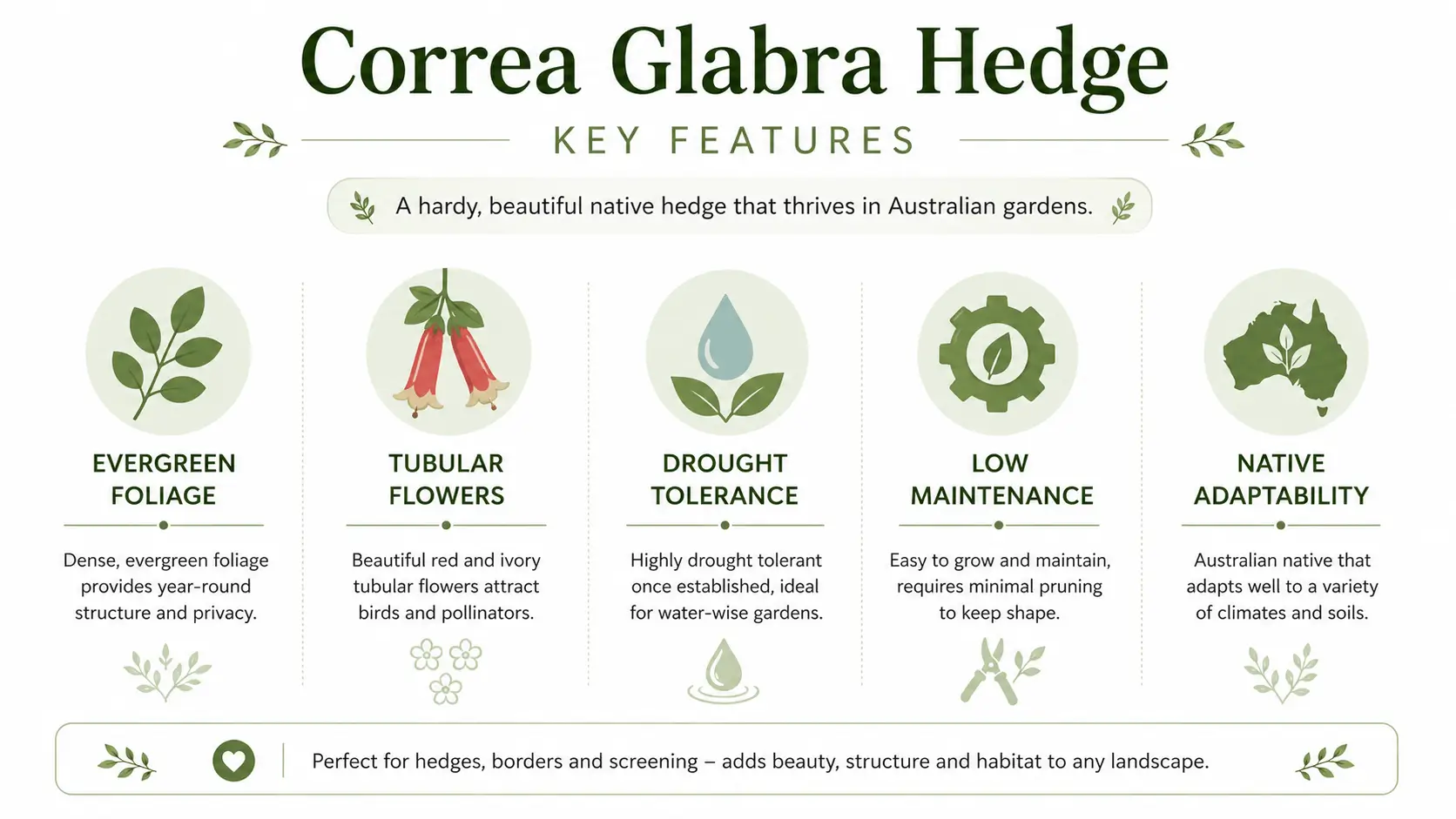 correa glabra hedge