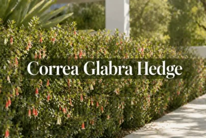 correa glabra hedge