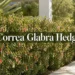 correa glabra hedge