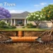 drain tree