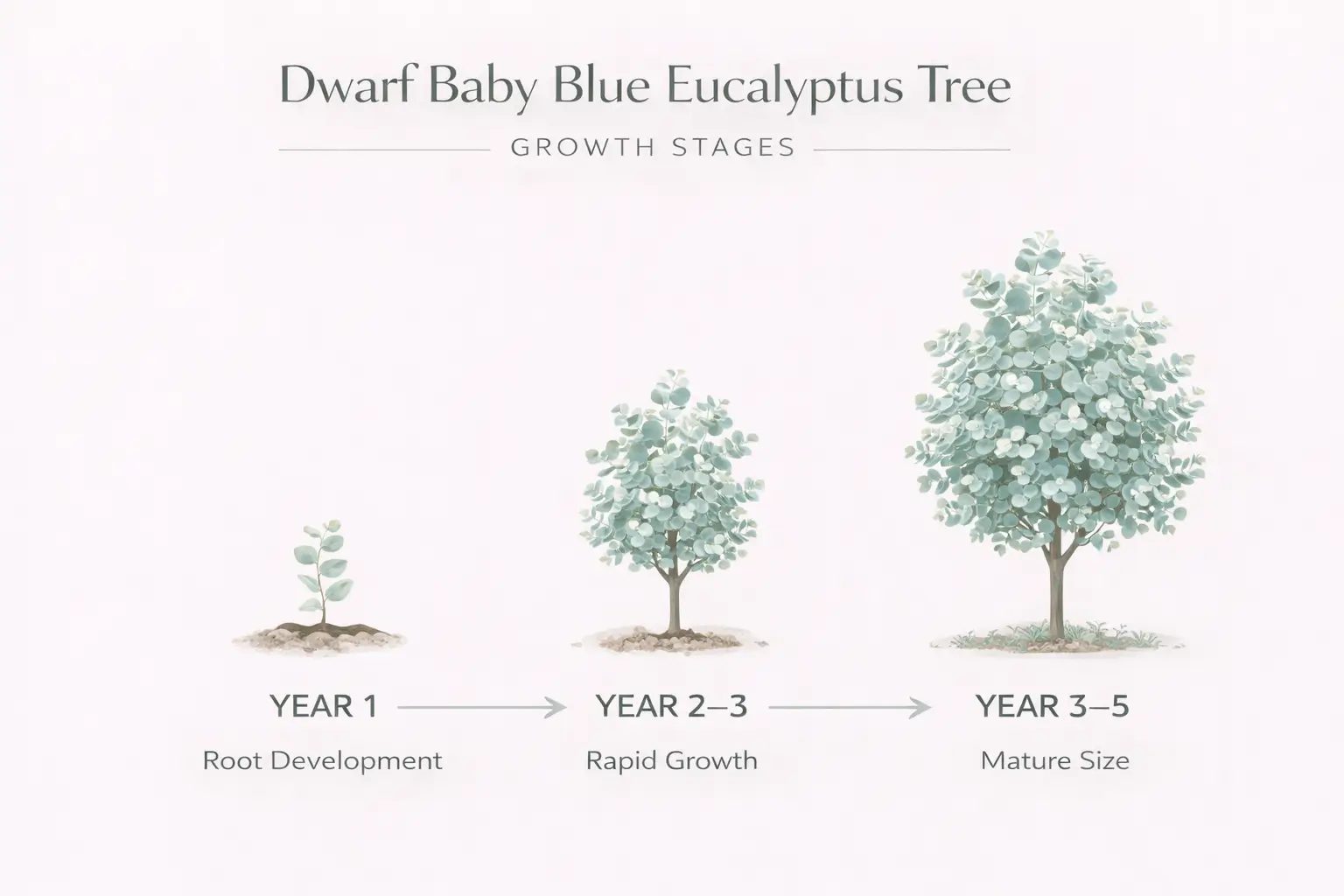 dwarf baby blue eucalyptus tree