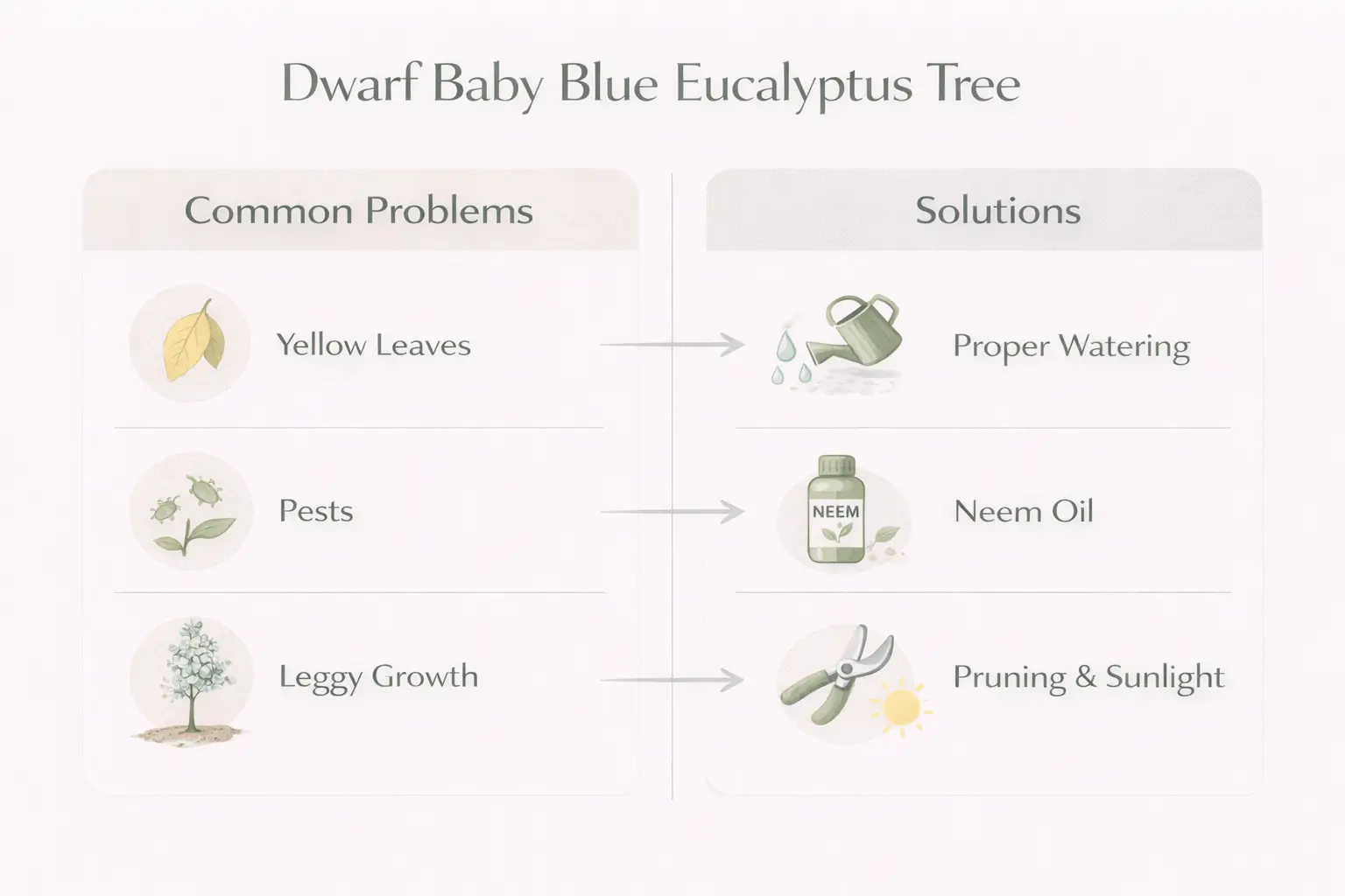 dwarf baby blue eucalyptus tree