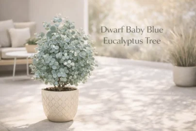 dwarf baby blue eucalyptus tree