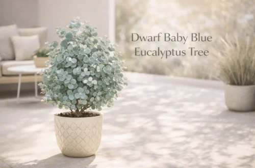 dwarf baby blue eucalyptus tree