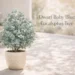 dwarf baby blue eucalyptus tree