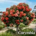 dwarf corymbia