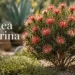dwarf hakea laurina