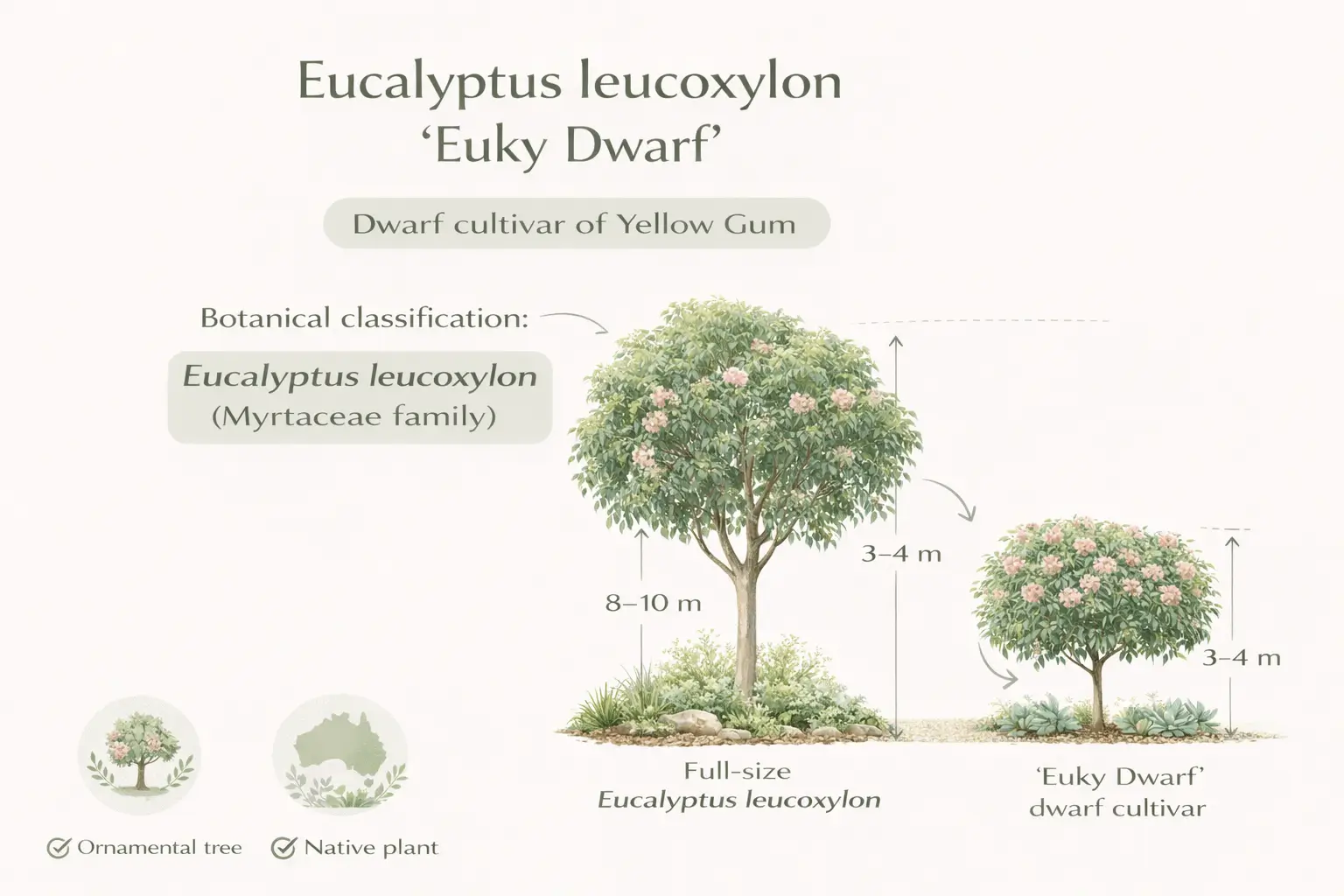 eucalyptus leucoxylon ‘euky dwarf’