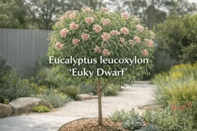 eucalyptus leucoxylon ‘euky dwarf’