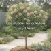 eucalyptus leucoxylon ‘euky dwarf’