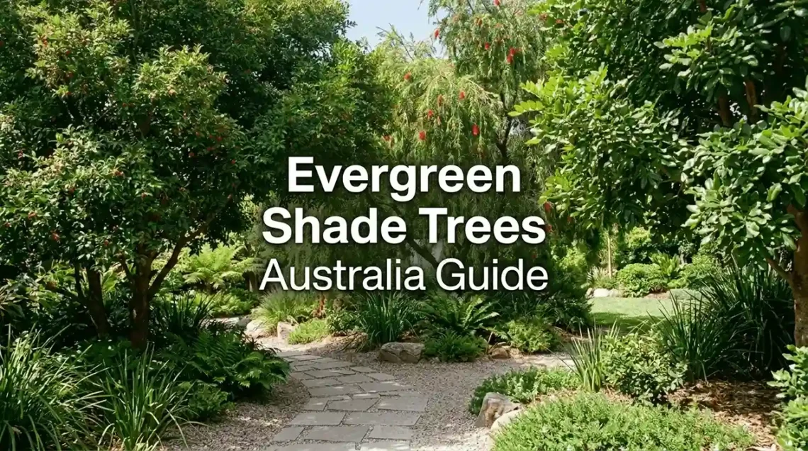 evergreen shade trees