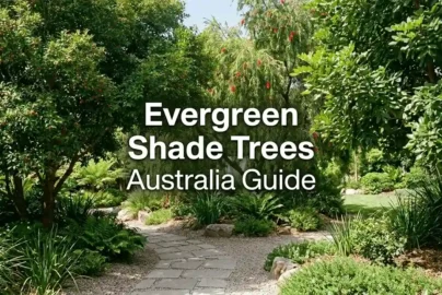 evergreen shade trees