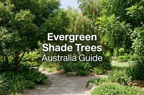 evergreen shade trees