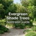 evergreen shade trees