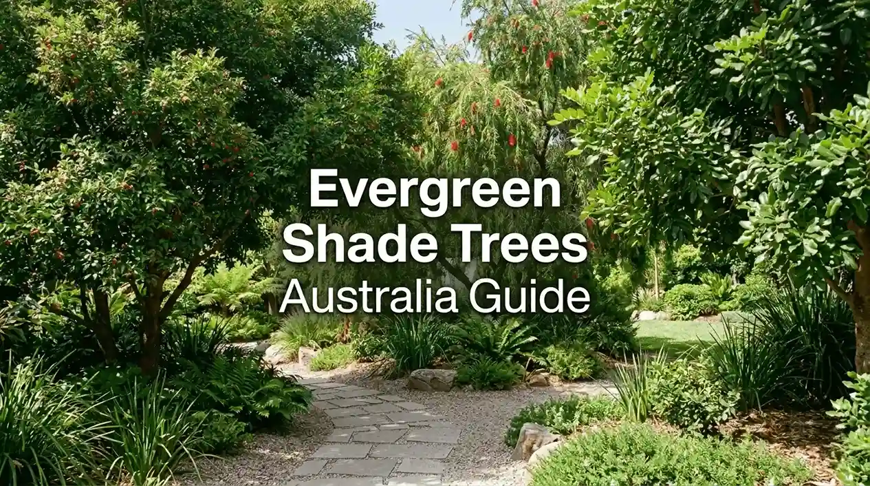 Tree Shade For Indesign Ultimate Evergreen Shade Trees Australia Guide: 7+ Proven Picks ...