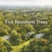 fire resistant trees australia
