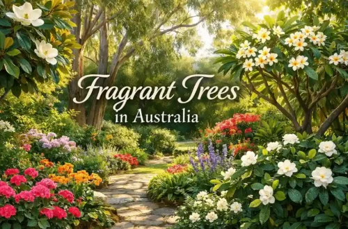 fragrant trees australia
