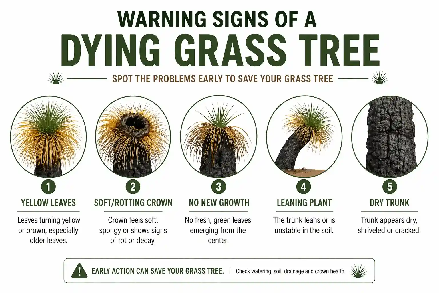 grass tree problems