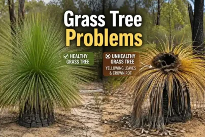 grass tree problems