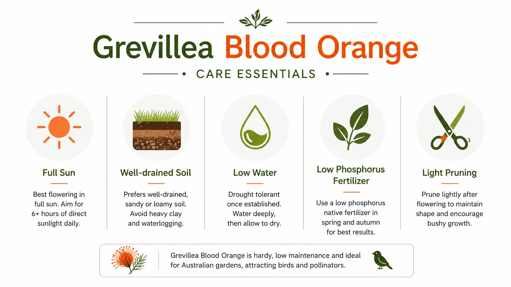 grevillea blood orange