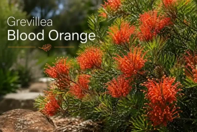 grevillea blood orange
