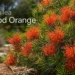 grevillea blood orange